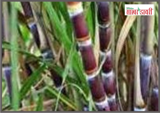 latest sugar news