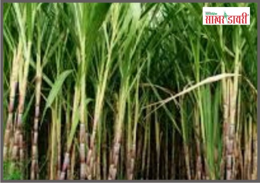 latest sugar news