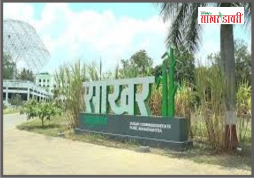 latest sugar news
